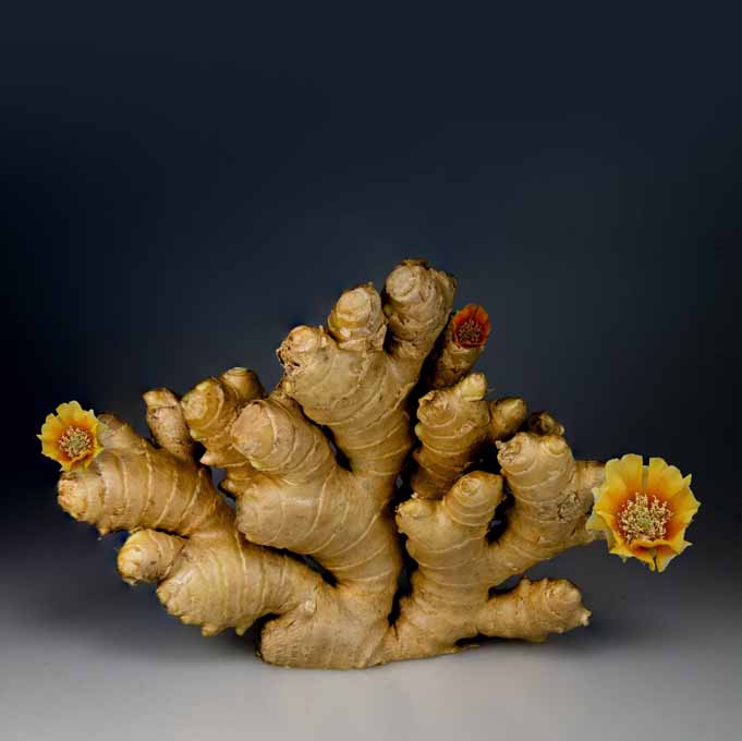 আদা ginger for boost immunity